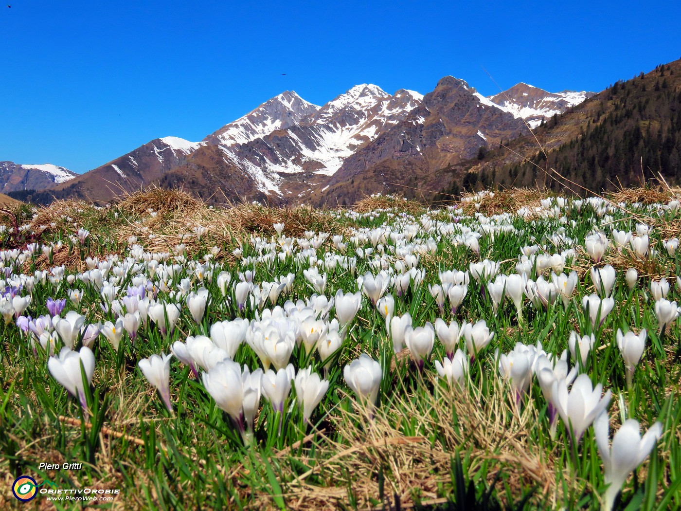 Omaggio floreale dei PIani dell'Avaro al Tre Signori e suoi amici